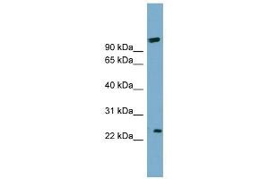 anti-ADP-Ribosylation Factor-Like 8B (ARL8B) (Middle Region) antibody