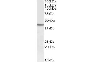 Image no. 1 for anti-SRY (Sex Determining Region Y)-Box 3 (SOX3) (C-Term) antibody (ABIN571169)