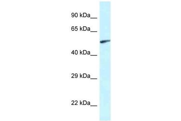 EYA2 antibody  (Middle Region)