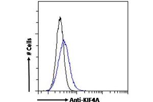 Image no. 3 for anti-Kinesin Family Member 4A (KIF4A) (C-Term) antibody (ABIN184768)