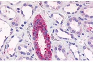Anti-TAAR6 antibody  ABIN1049385 IHC staining of human kidney, renal tubules.