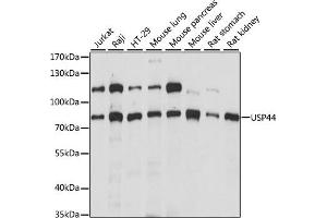 USP44 抗体  (AA 100-270)