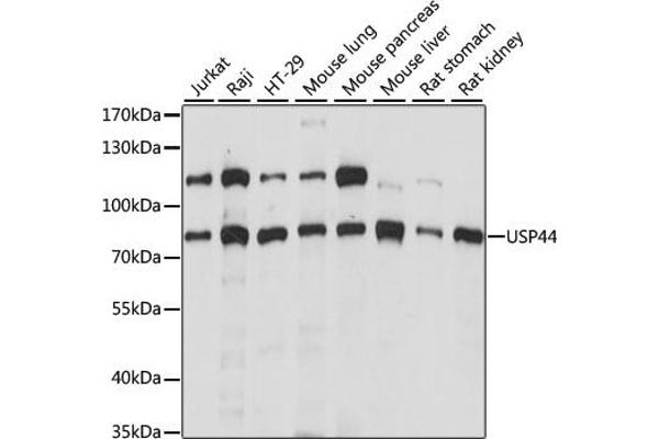 USP44 抗体  (AA 100-270)