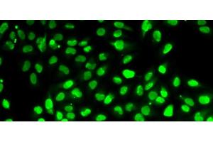 Immunofluorescence analysis of HeLa cells using PBEF / NAMPT Polyclonal Antibody