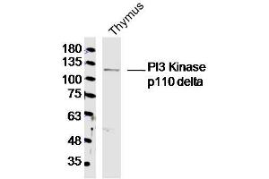 Image no. 1 for anti-Phosphoinositide-3-Kinase, Catalytic, delta Polypeptide (PIK3CD) (AA 51-150) antibody (ABIN2178450)