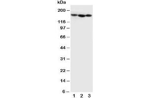 Image no. 1 for anti-Collagen, Type IV, alpha 1 (COL4A1) (C-Term) antibody (ABIN3030546)