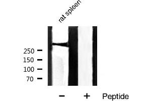 Image no. 7 for anti-Filamin A, alpha (FLNA) (pSer2152) antibody (ABIN6256196)