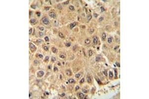 Image no. 1 for anti-Iron-Sulfur Cluster Assembly 2 Homolog (ISCA2) (AA 79-109), (Middle Region) antibody (ABIN952957)