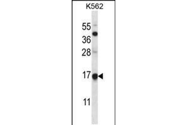 anti-Mago-Nashi Homolog (MAGOH) (AA 46-74) antibody