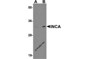 Image no. 2 for anti-Family with Sequence Similarity 212, Member A (FAM212A) (C-Term) antibody (ABIN1030439)