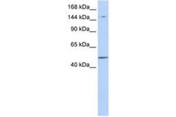 PRDM15 antibody  (AA 900-949)
