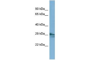 Image no. 1 for anti-Lens Intrinsic Membrane Protein 2, 19kDa (LIM2) (N-Term) antibody (ABIN2783982)