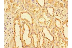 Immunohistochemistry of paraffin-embedded human kidney tissue using ABIN7160916 at dilution of 1:100