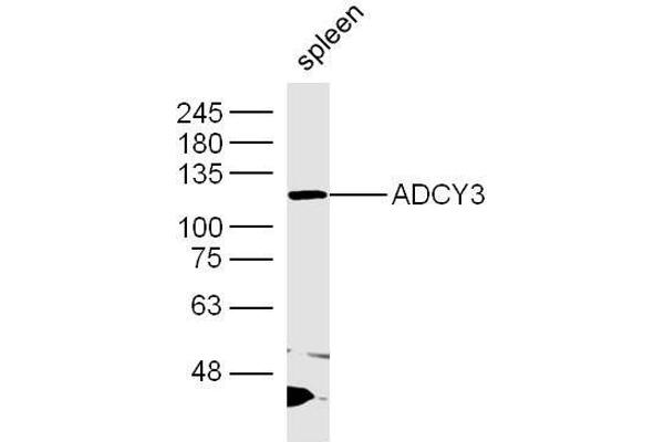 anti-Adenylate Cyclase 3 (ADCY3) (AA 651-750) antibody