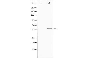 Image no. 6 for anti-cAMP Responsive Element Binding Protein 1 (CREB1) (pSer142) antibody (ABIN6254981)