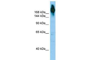 Image no. 1 for anti-Filamin C, gamma (FLNC) (N-Term) antibody (ABIN2789843)