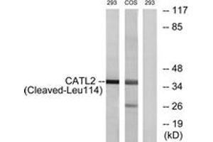 Image no. 1 for anti-Cathepsin L2 (CTSL2) (AA 95-144), (Cleaved-Leu114) antibody (ABIN1536113)