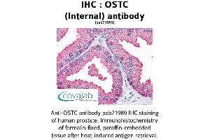 OSTC antibody  (Internal Region)