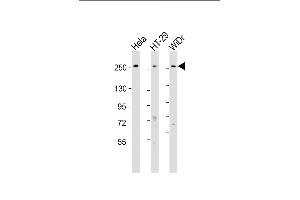 PCNXL2 抗体  (AA 467-499)