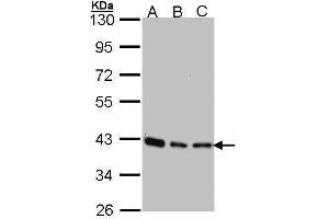 Image no. 3 for anti-SEC13 Homolog (SEC13) (Center) antibody (ABIN2854912)