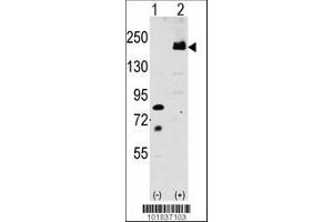 Image no. 1 for anti-Low Density Lipoprotein Receptor-Related Protein 6 (LRP6) (AA 1531-1560), (C-Term) antibody (ABIN390100)