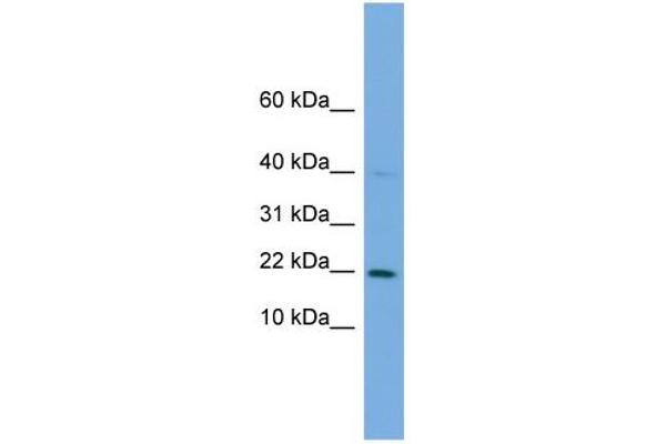 G Substrate antibody  (Middle Region)