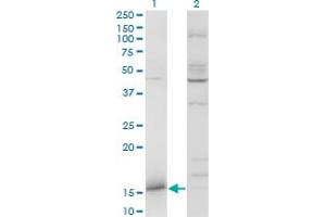 Western Blot analysis of IFITM3 expression in transfected 293T cell line by IFITM3 monoclonal antibody (M02), clone 2H4-1D5.