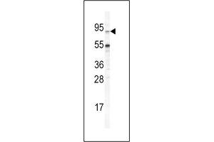 Image no. 1 for anti-ATP-Binding Cassette, Sub-Family G (WHITE), Member 1 (ABCG1) (AA 359-387), (Center) antibody (ABIN1981354)