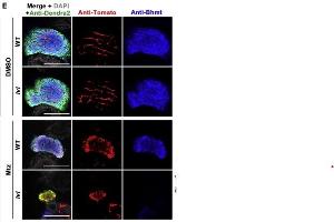 Image no. 1 for anti-Dendra 2 antibody (ABIN361314)
