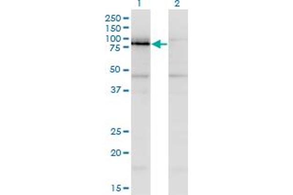 anti-NFKB Repressing Factor (NKRF) (AA 591-690) antibody