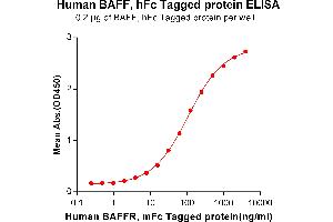 Image no. 1 for Tumor Necrosis Factor (Ligand) Superfamily, Member 13b (TNFSF13B) protein (Fc Tag) (ABIN6961113)