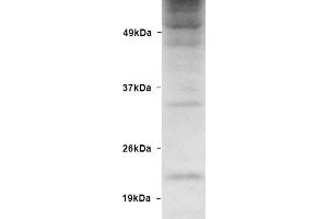 Image no. 3 for anti-Ubiquitin (Ubiquitin) antibody (HRP) (ABIN2481457)
