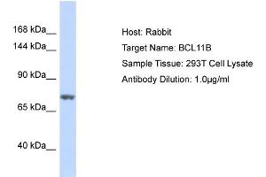 Image no. 1 for anti-B-Cell CLL/lymphoma 11B (Zinc Finger Protein) (BCL11B) (C-Term) antibody (ABIN2777846)