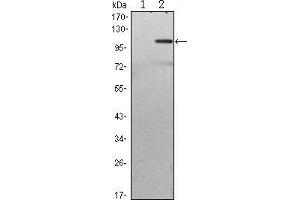 Image no. 1 for anti-TGF-beta Activated Kinase 1/MAP3K7 Binding Protein 2 (TAB2) antibody (ABIN969430)