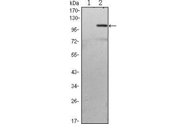 anti-TGF-beta Activated Kinase 1/MAP3K7 Binding Protein 2 (TAB2) antibody