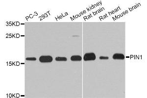 Image no. 4 for anti-Peptidylprolyl Cis/trans Isomerase, NIMA-Interacting 1 (PIN1) antibody (ABIN3022930)