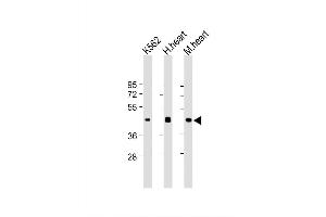 Image no. 3 for anti-Pyruvate Dehydrogenase Kinase, Isozyme 4 (PDK4) antibody (ABIN1539836)