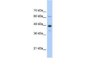 Image no. 1 for anti-Nuclear RNA Export Factor 1 (NXF1) (N-Term) antibody (ABIN2778976)