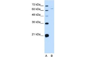 NOX1 Antikörper  (C-Term)