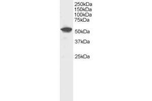 Image no. 1 for anti-Dual Specificity Phosphatase 10 (DUSP10) (C-Term) antibody (ABIN184694)