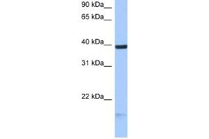Image no. 1 for anti-Heparan Sulfate (Glucosamine) 3-O-Sulfotransferase 5 (HS3ST5) (C-Term) antibody (ABIN2783636)