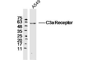 Image no. 2 for anti-Complement Component 3a Receptor 1 (C3AR1) (AA 401-482) antibody (ABIN682213)