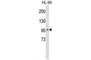 Image no. 2 for anti-Chloride Channel 2 (CLCN2) (AA 208-237), (N-Term) antibody (ABIN951555)