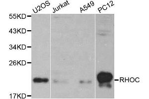 Image no. 2 for anti-Ras Homolog Gene Family, Member C (RHOC) antibody (ABIN3021333)
