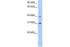 Image no. 1 for anti-Eukaryotic Translation Initiation Factor 3 Subunit H (EIF3H) (C-Term) antibody (ABIN2784204)