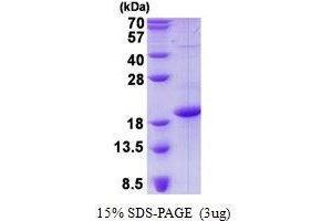 Image no. 1 for CD83 (CD83) protein (ABIN2128454)