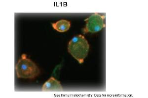 Image no. 2 for anti-Interleukin 1, beta (IL1B) (N-Term) antibody (ABIN5326748)