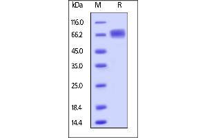 Image no. 1 for Leukocyte Immunoglobulin-Like Receptor B3 (LILRB3) (AA 24-443) protein (His tag) (ABIN6253710)
