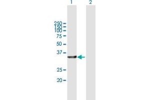Western Blot analysis of ACBD6 expression in transfected 293T cell line by ACBD6 MaxPab polyclonal antibody.