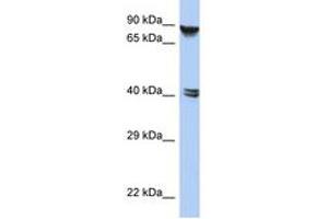 ZNF429 antibody  (AA 143-192)
